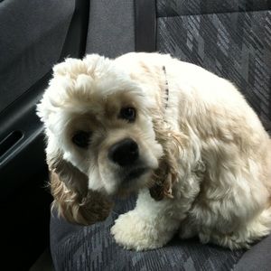 Meet your Posher, Aileen